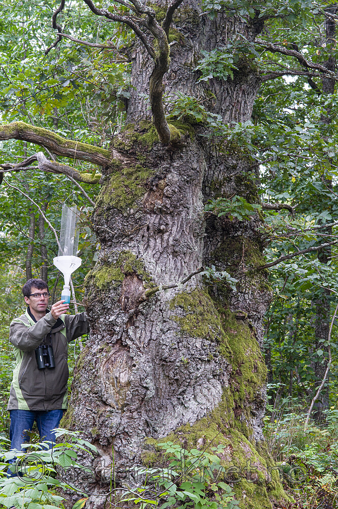 BB 12 0550 / Quercus robur / Sommereik