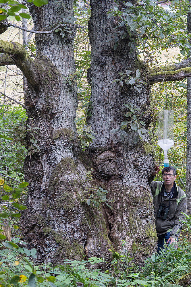 BB 12 0551 / Quercus robur / Sommereik