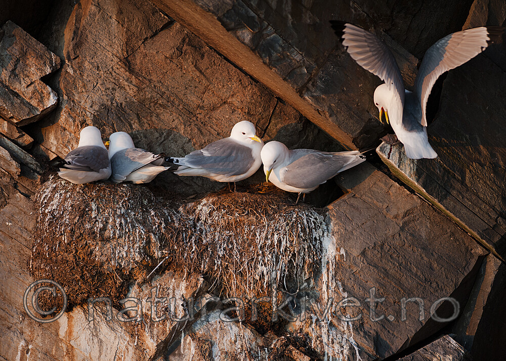 BB 12 0559 / Rissa tridactyla / Krykkje