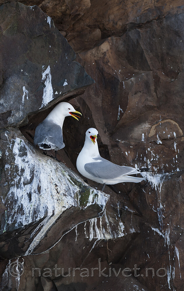 BB 12 0564 / Rissa tridactyla / Krykkje