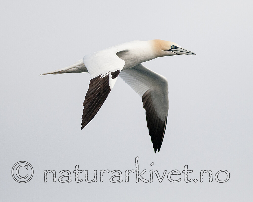 BB 12 0567 / Morus bassanus / Havsule