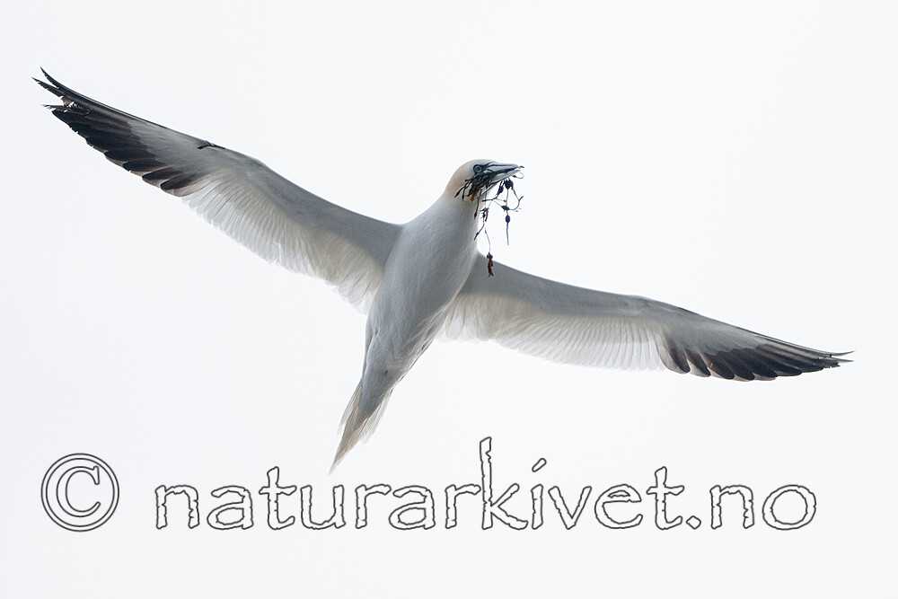 BB 12 0568 / Morus bassanus / Havsule