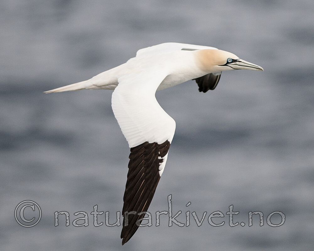 BB 12 0571 / Morus bassanus / Havsule