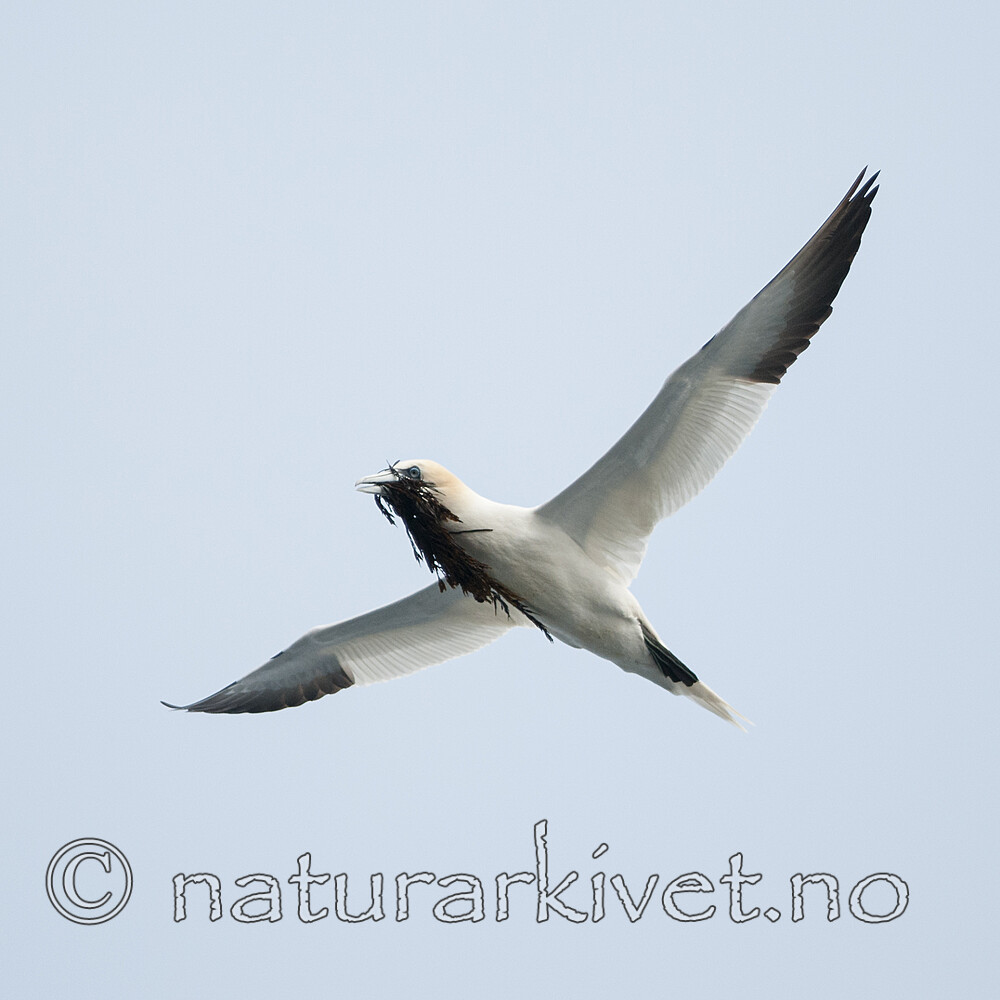 BB 12 0572 / Morus bassanus / Havsule