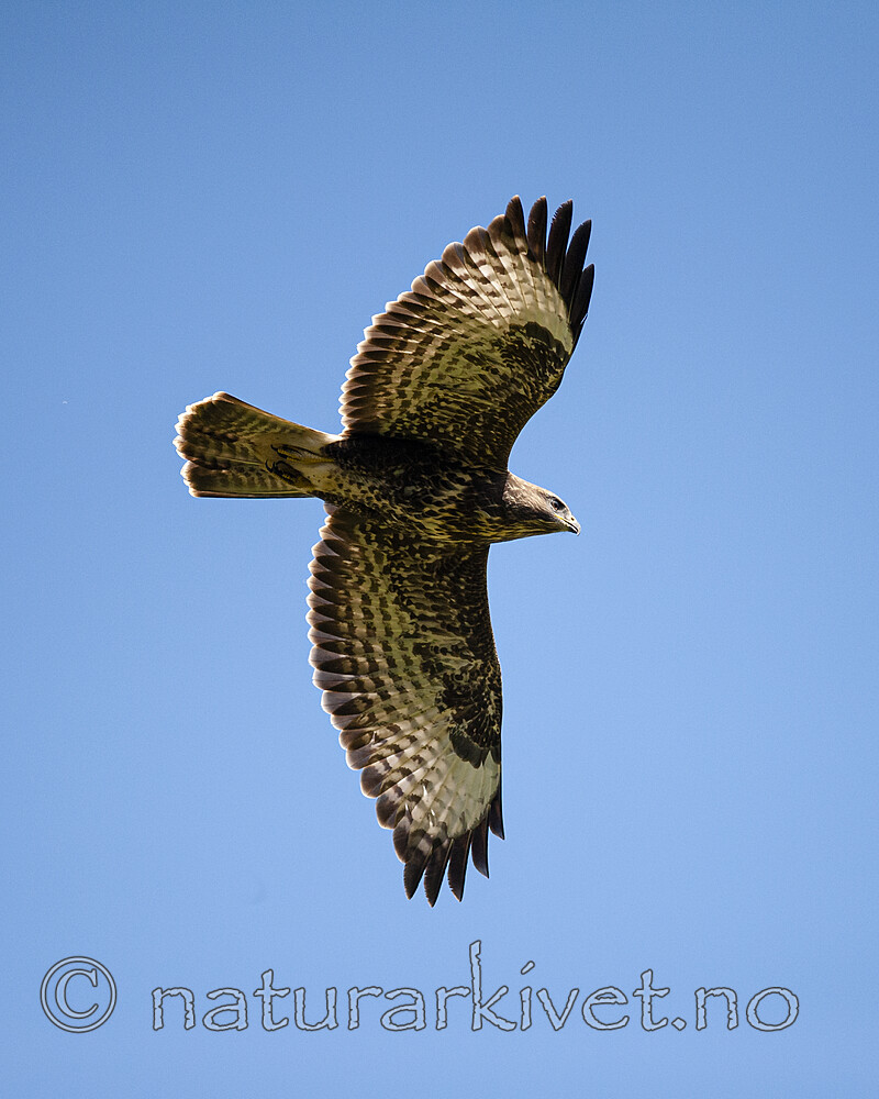 BB 12 0573 / Buteo buteo / Musvåk