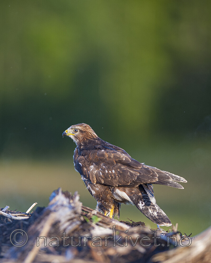 BB 12 0574 / Buteo buteo / Musvåk