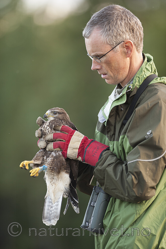 BB 12 0575 / Buteo buteo / Musvåk