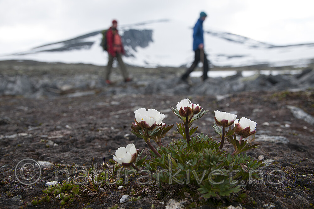 BB 12 0577 / Ranunculus glacialis / Issoleie