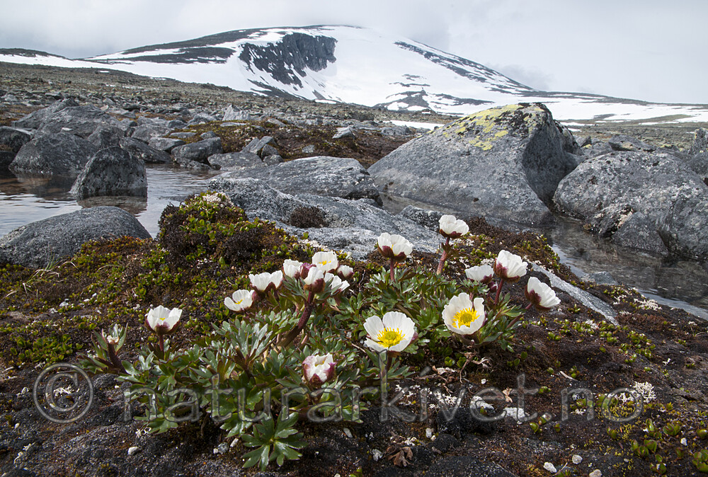 BB 12 0580 / Ranunculus glacialis / Issoleie