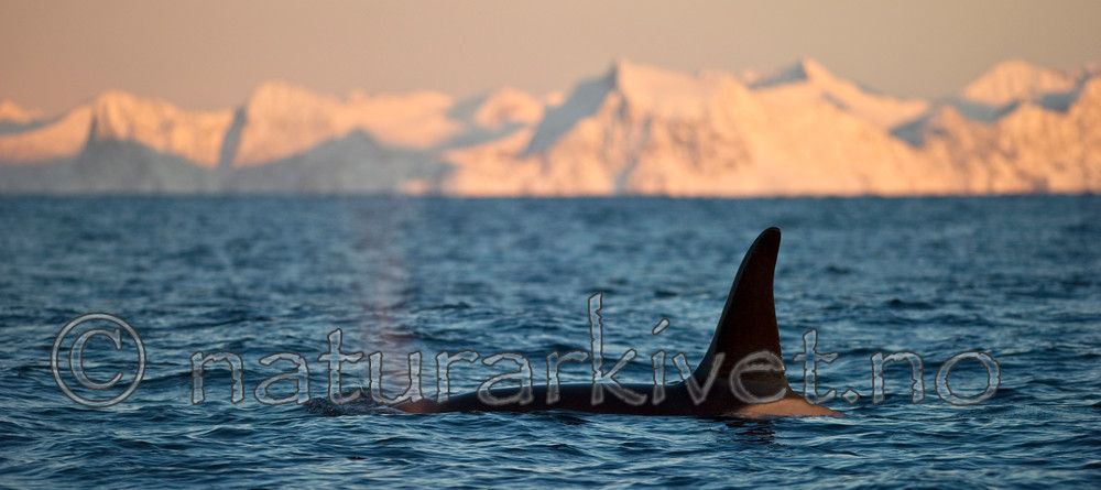 BB 13 0005 / Orcinus orca / Spekkhogger