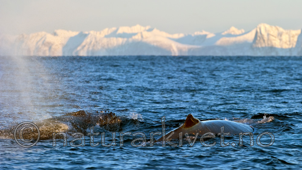 BB 13 0012 / Megaptera novaeangliae / Knølhval