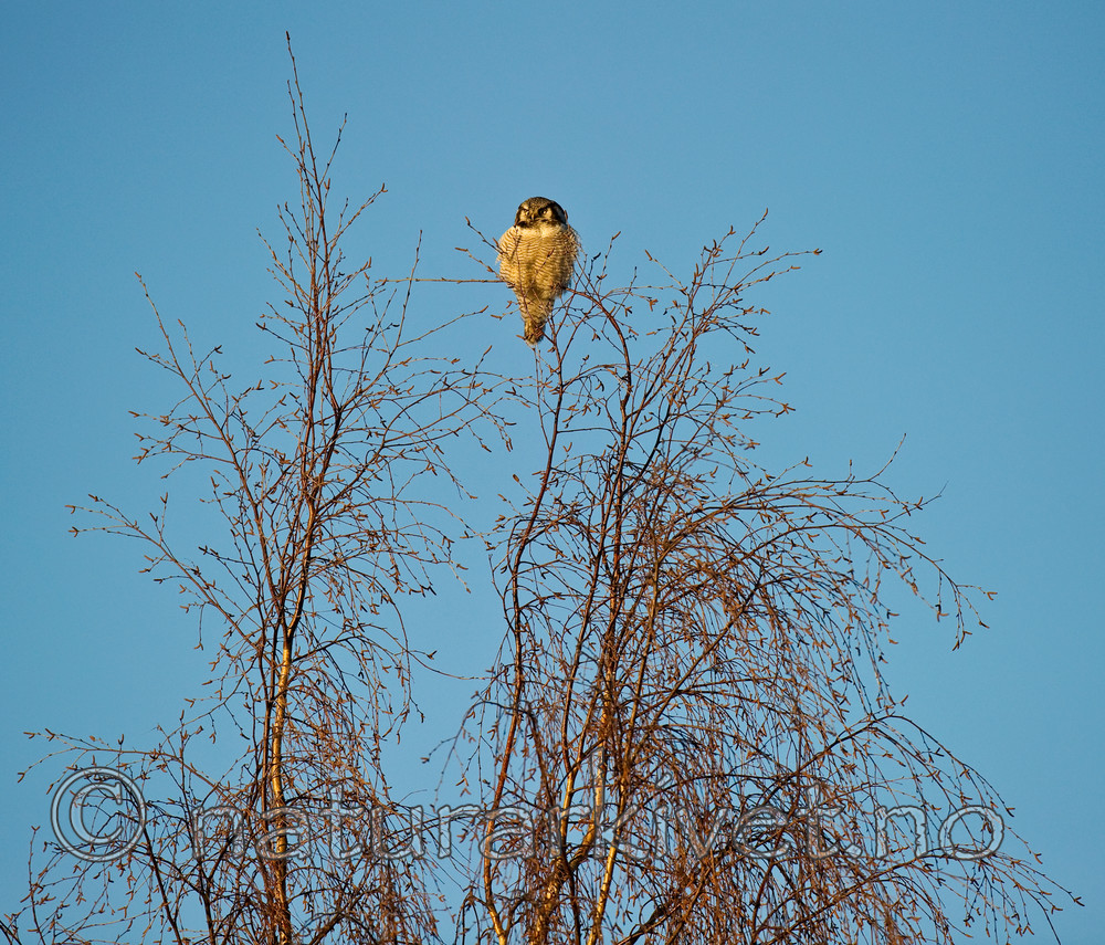 BB 13 0020 / Surnia ulula / Haukugle