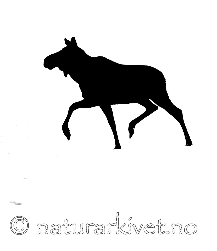 BB 13 0031 / Alces alces / Elg
