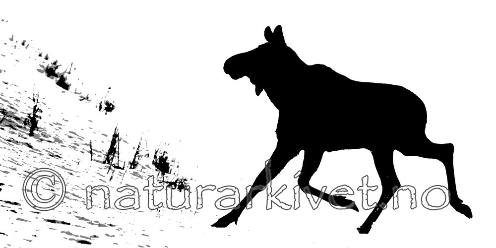 BB 13 0034 / Alces alces / Elg