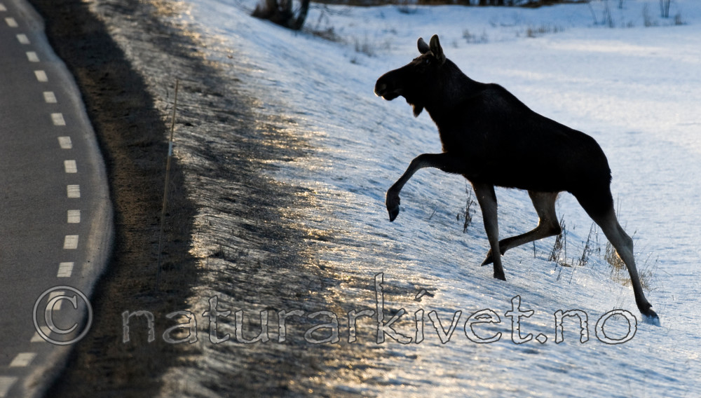 BB 13 0035 / Alces alces / Elg