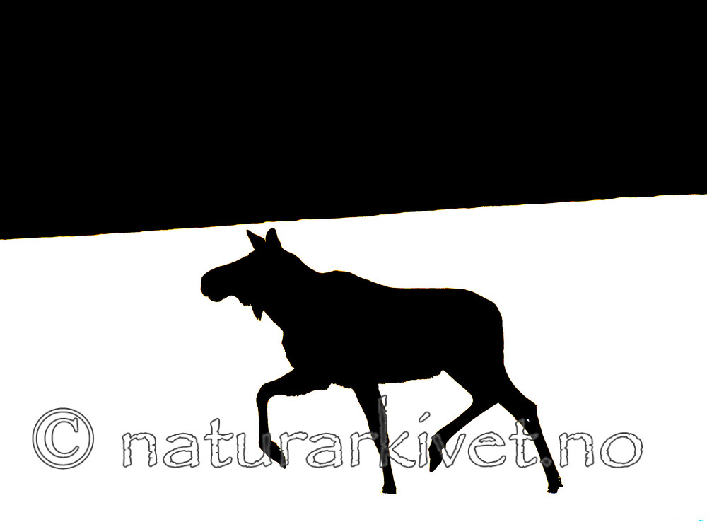 BB 13 0044 / Alces alces / Elg