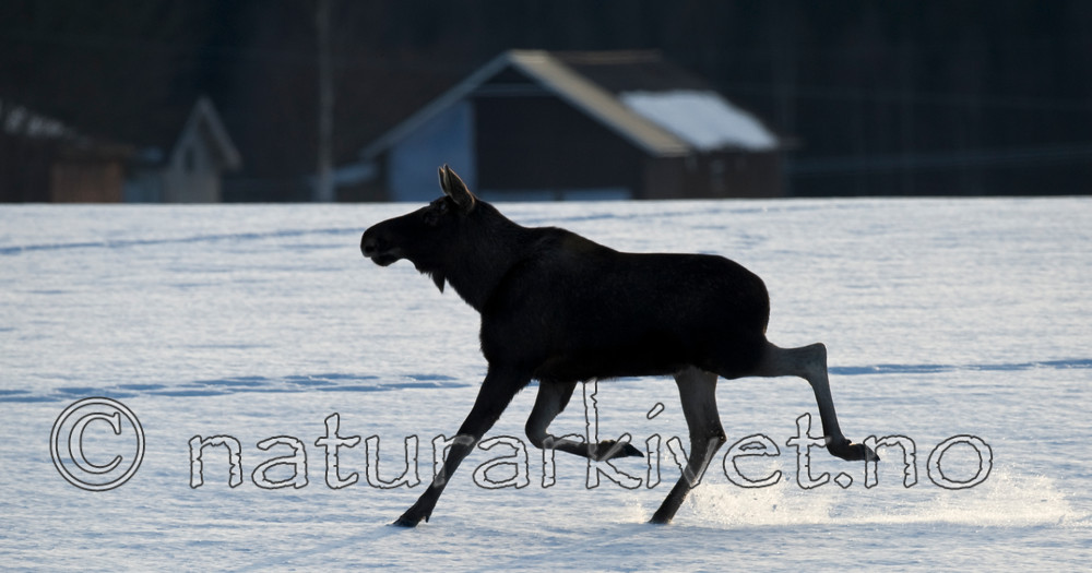 BB 13 0046 / Alces alces / Elg
