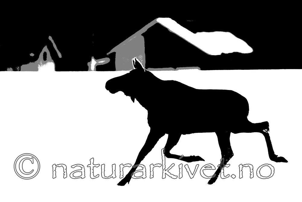 BB 13 0047 / Alces alces / Elg