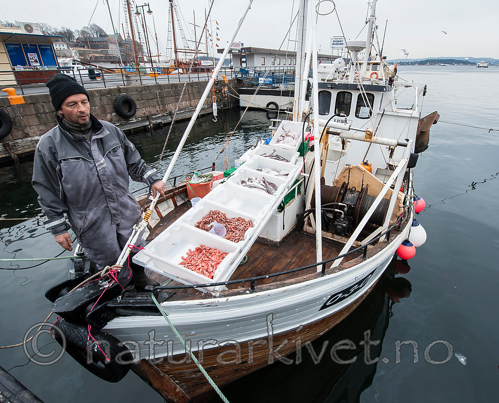 BB 13 0051 / Pandalus borealis / Dypvannsreke