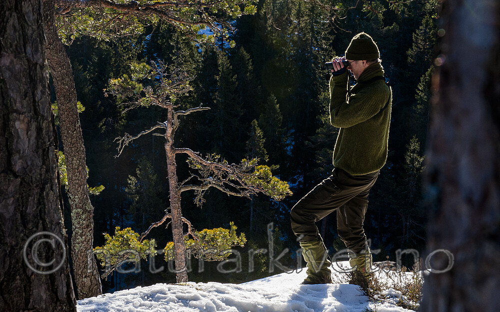 BB 13 0080 / Pinus sylvestris / Furu