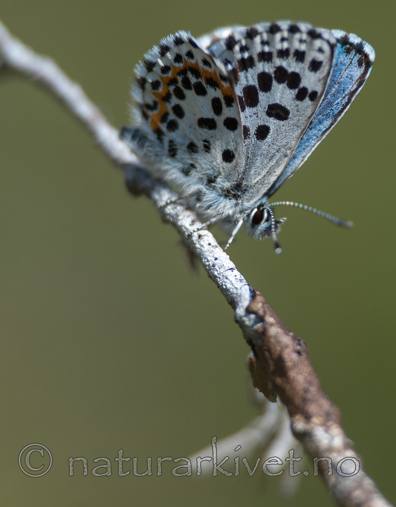 BB 13 0089 / Scolitantides orion / Klippeblåvinge