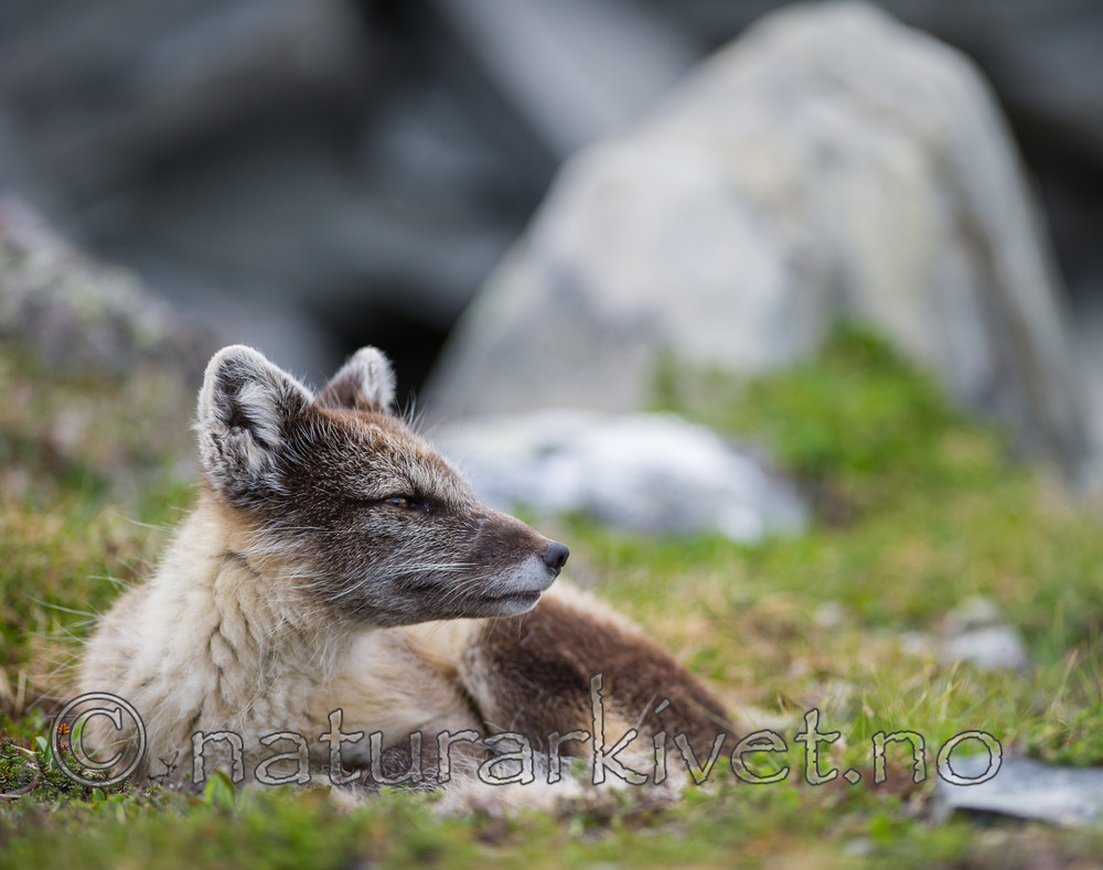 BB 13 0090 / Vulpes lagopus / Fjellrev