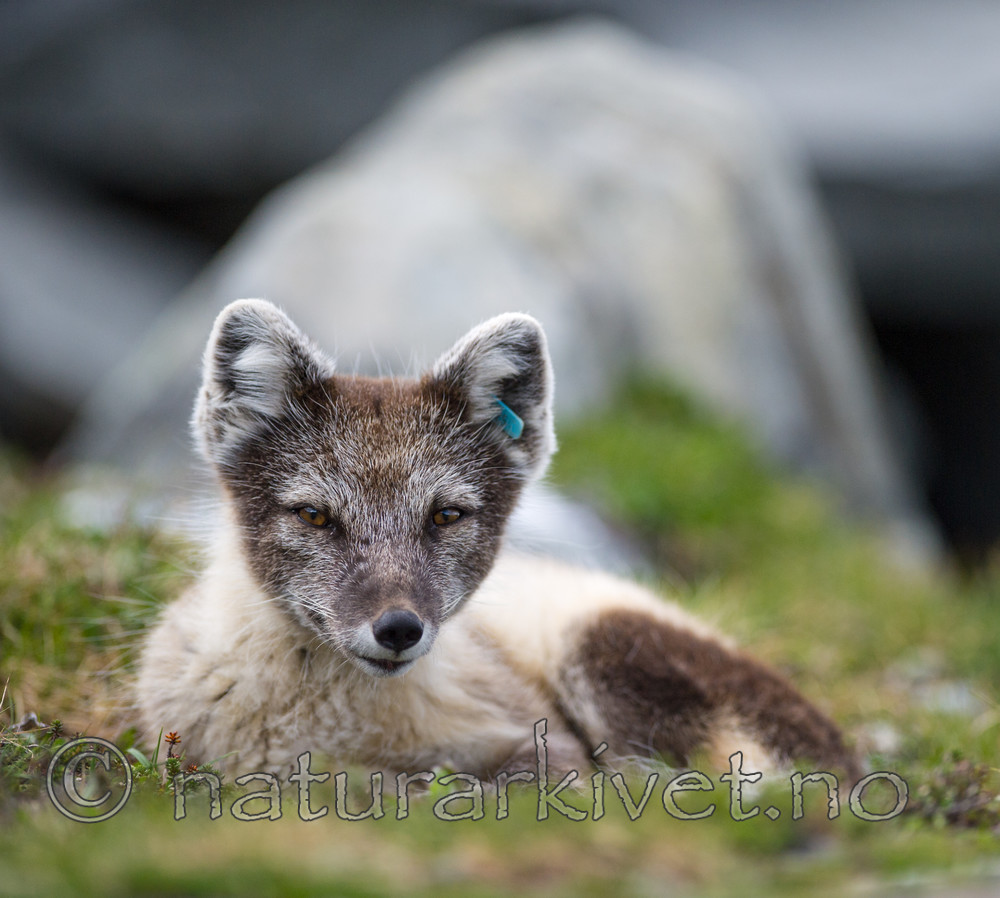 BB 13 0091 / Vulpes lagopus / Fjellrev