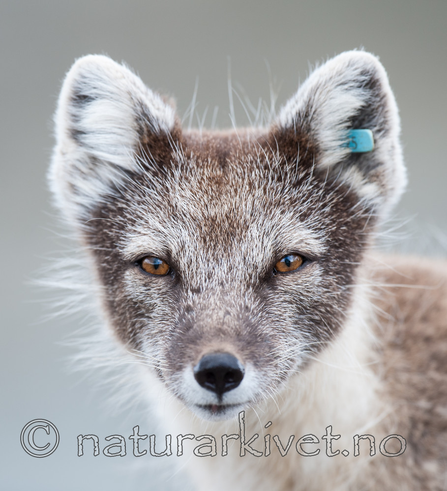 BB 13 0093 / Vulpes lagopus / Fjellrev