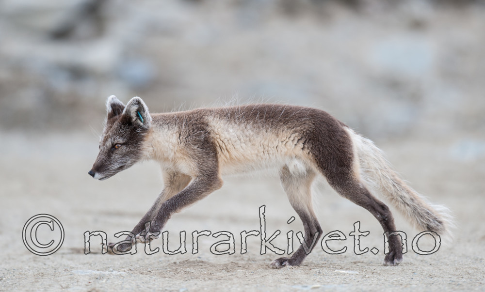 BB 13 0095 / Vulpes lagopus / Fjellrev