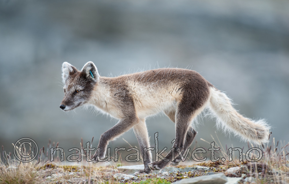 BB 13 0096 / Vulpes lagopus / Fjellrev