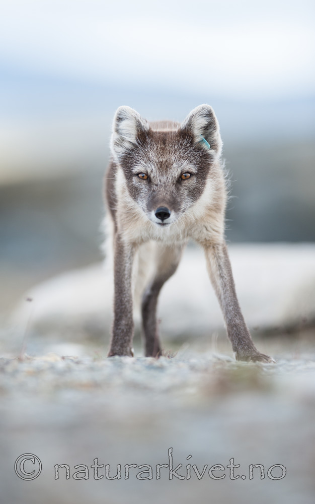 BB 13 0098 / Vulpes lagopus / Fjellrev