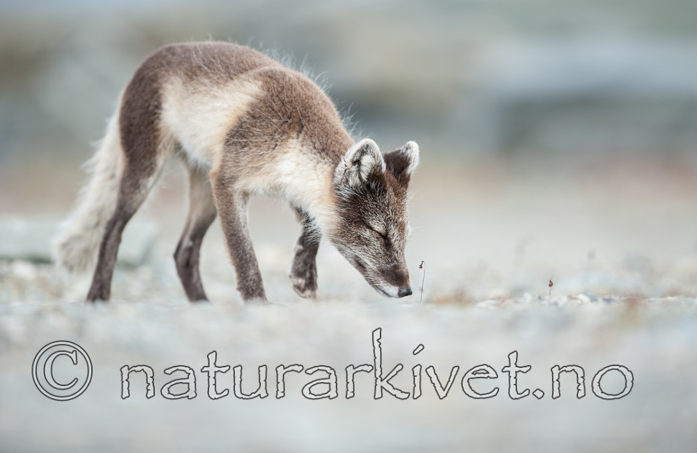 BB 13 0100 / Vulpes lagopus / Fjellrev