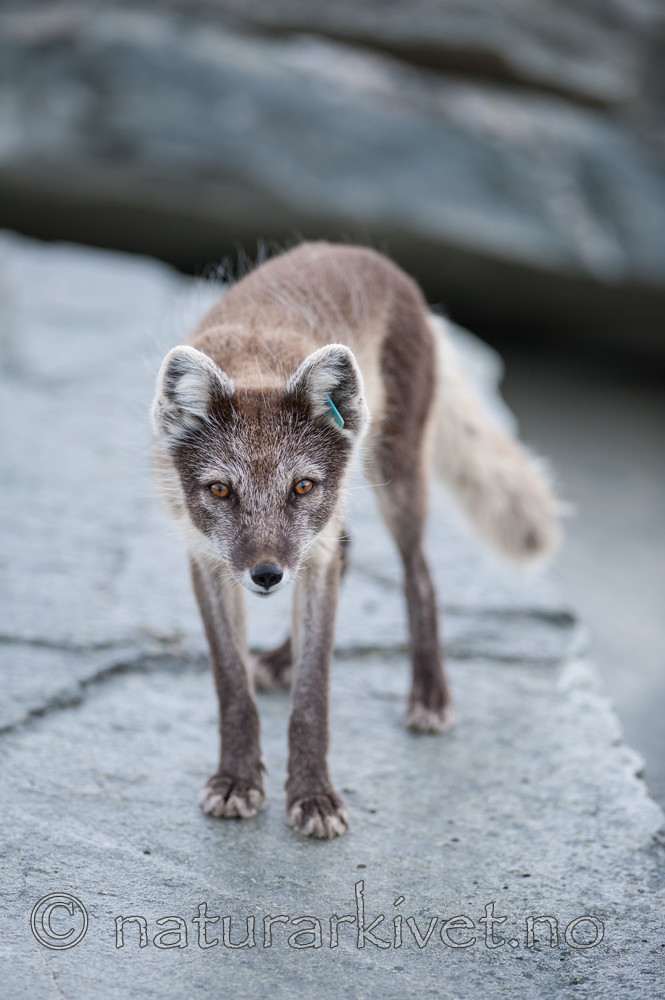 BB 13 0104 / Vulpes lagopus / Fjellrev