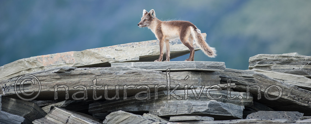 BB 13 0105 / Vulpes lagopus / Fjellrev