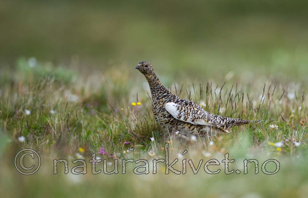 BB 13 0110 / Lagopus muta / Fjellrype