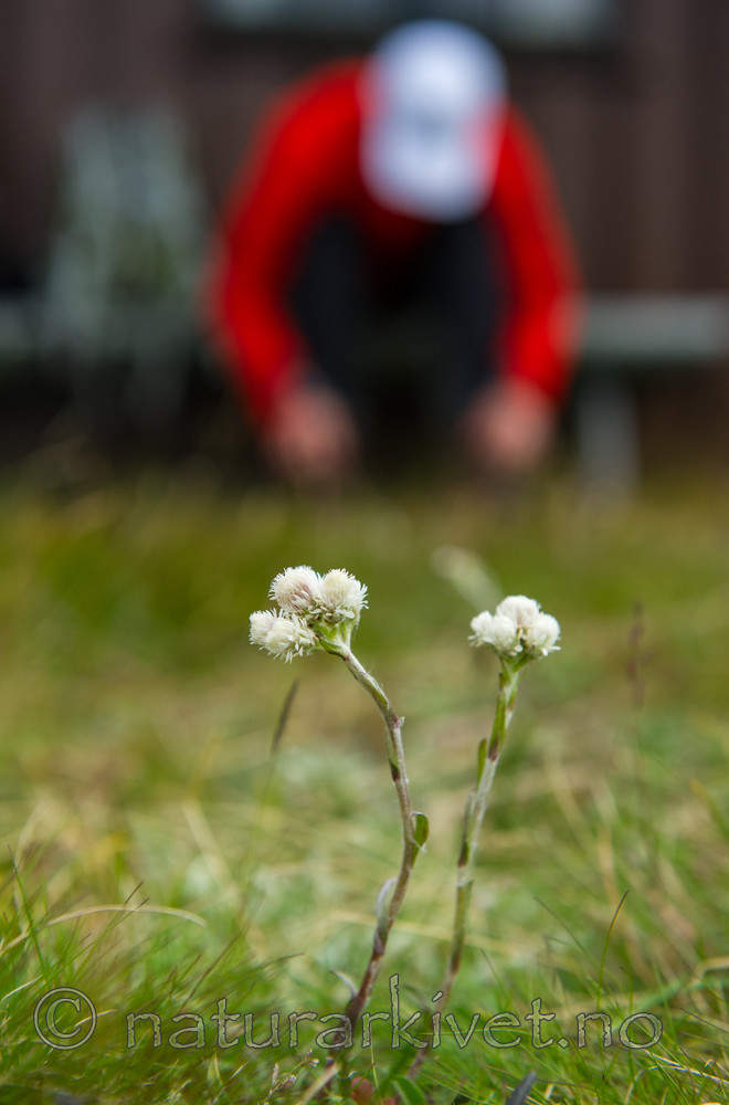 BB 13 0113 / Antennaria dioica / Kattefot