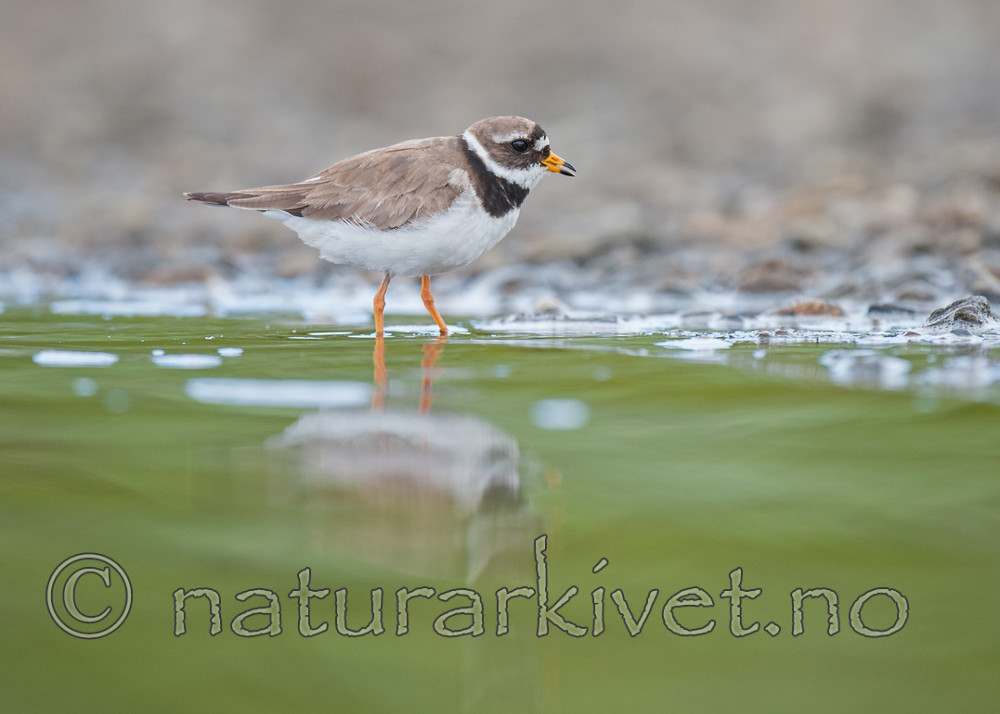 BB 13 0115 / Charadrius hiaticula / Sandlo