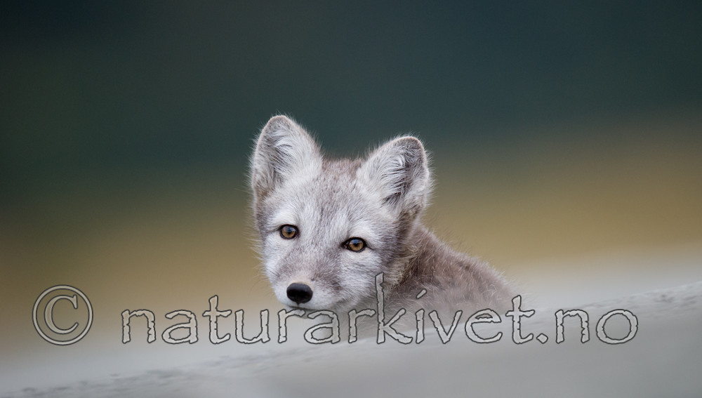 BB 13 0121 / Vulpes lagopus / Fjellrev