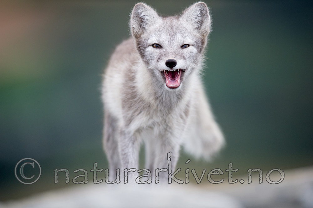 BB 13 0123 / Vulpes lagopus / Fjellrev