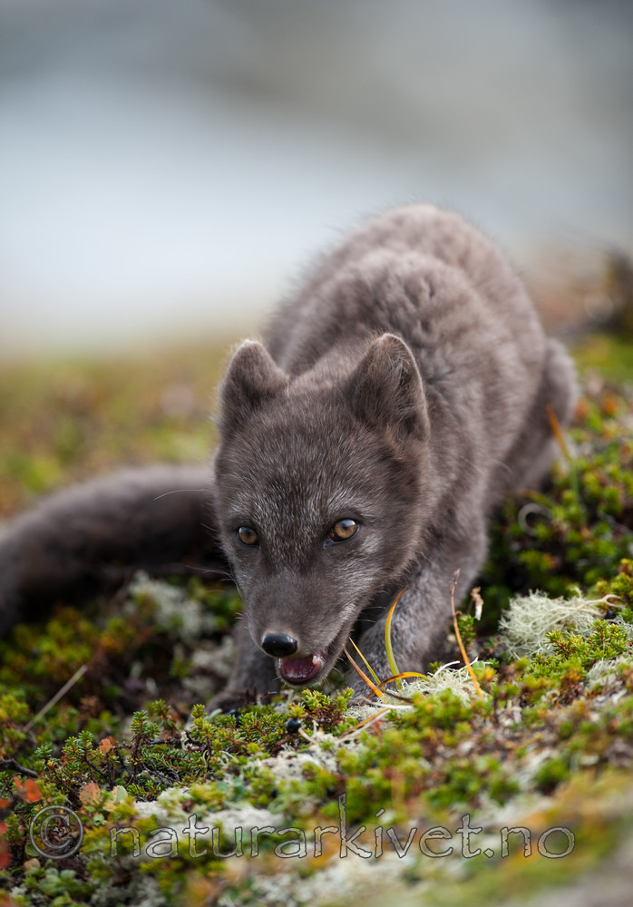 BB 13 0125 / Empetrum nigrum / Krekling <br /> Vulpes lagopus / Fjellrev