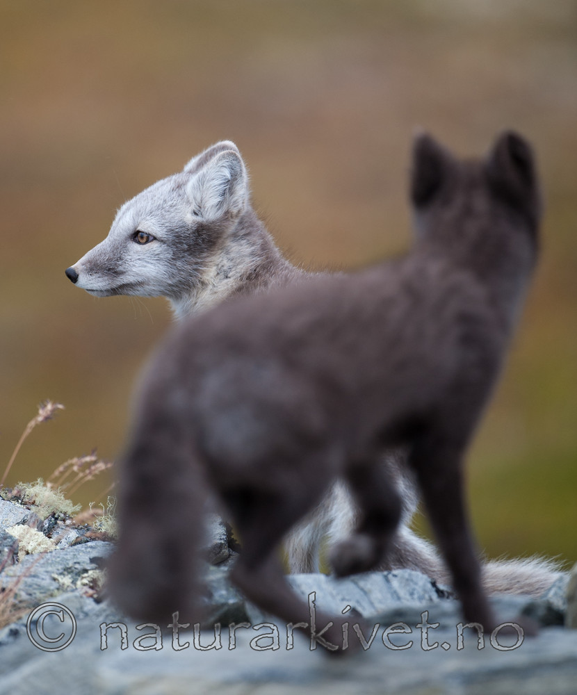 BB 13 0128 / Vulpes lagopus / Fjellrev