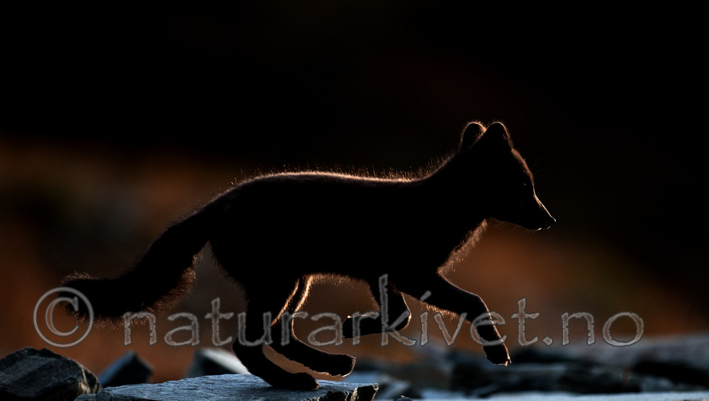 BB 13 0132 / Vulpes lagopus / Fjellrev