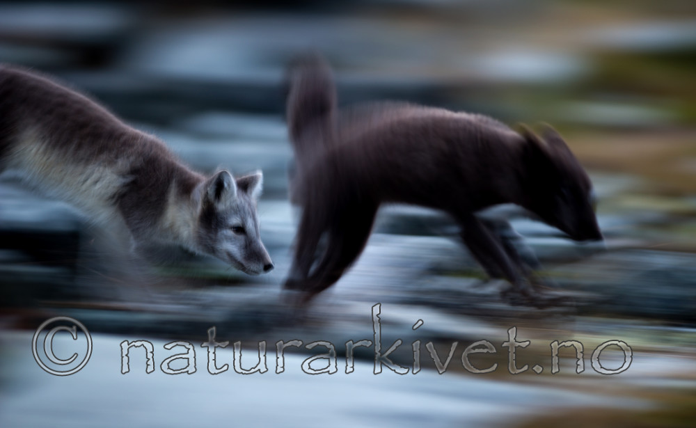 BB 13 0133 / Vulpes lagopus / Fjellrev