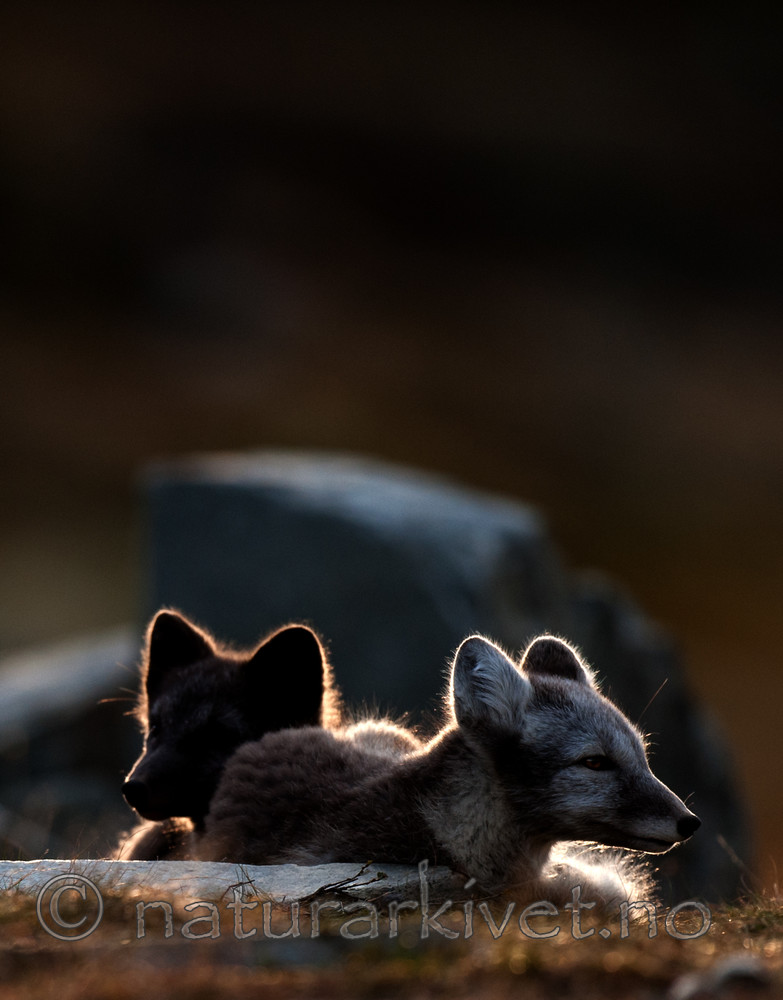 BB 13 0136 / Vulpes lagopus / Fjellrev