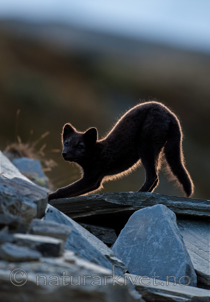 BB 13 0140 / Vulpes lagopus / Fjellrev