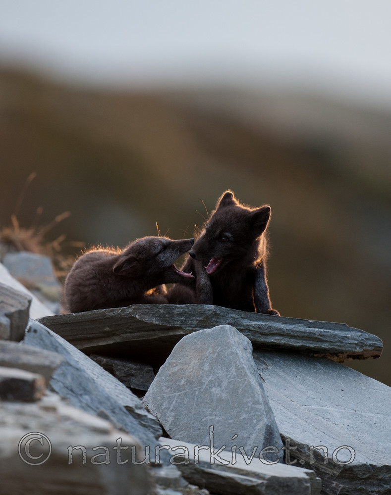 BB 13 0142 / Vulpes lagopus / Fjellrev