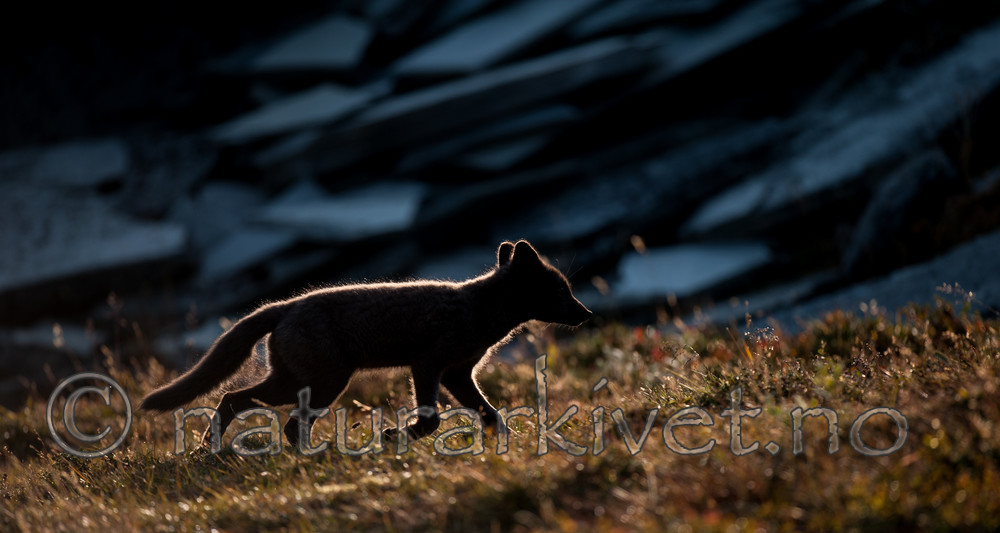 BB 13 0145 / Vulpes lagopus / Fjellrev