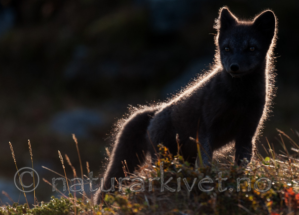 BB 13 0147 / Vulpes lagopus / Fjellrev