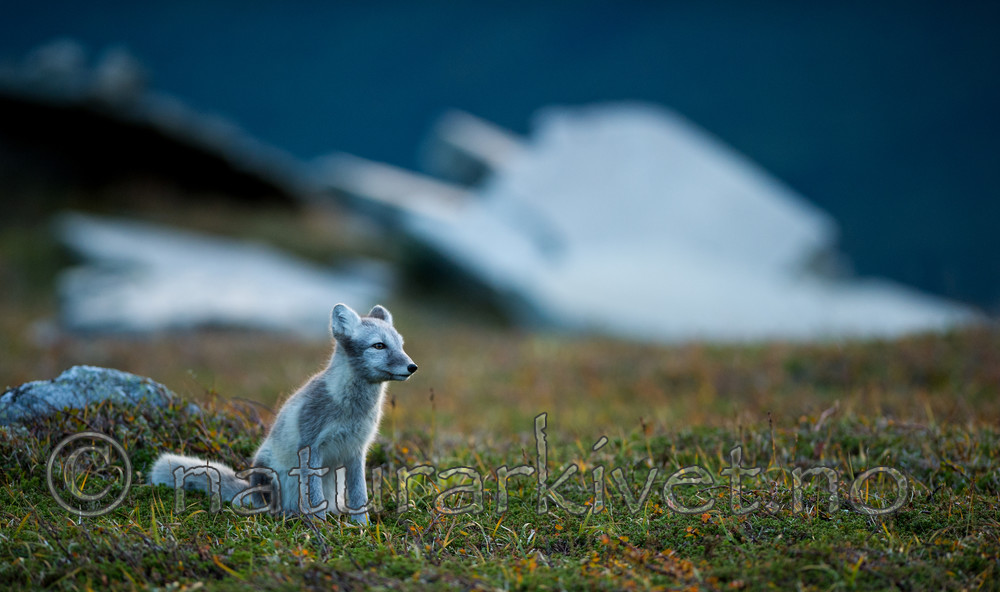 BB 13 0149 / Vulpes lagopus / Fjellrev