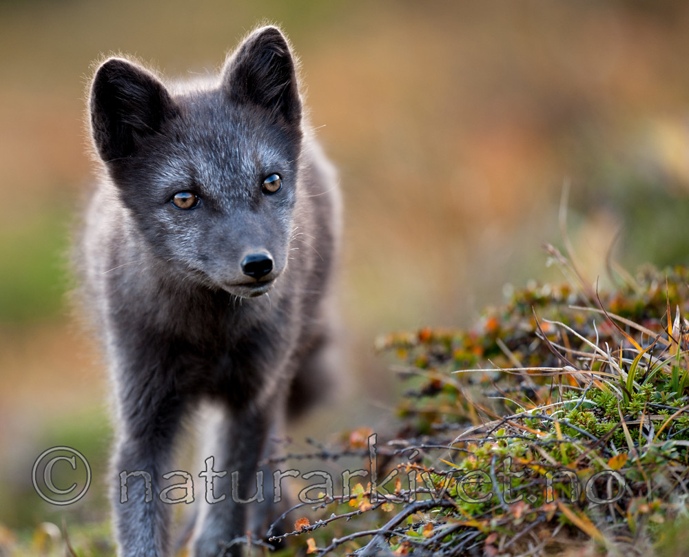 BB 13 0151 / Vulpes lagopus / Fjellrev